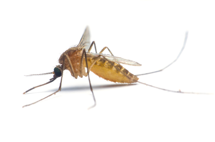 komár z profilu s bielym pozadím