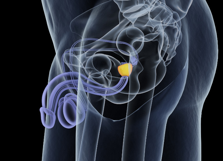 anatomické uloženie prostaty