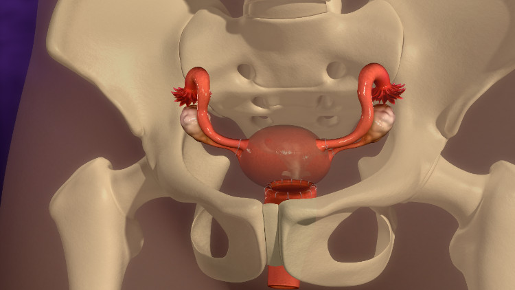 maternica anatomicky uložená v kostennom skelete malej panvy