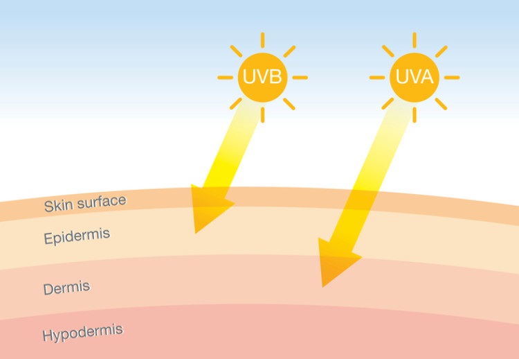 ultrafialové žiarenie prenikajúce pokožkou- schematické znázornenie
