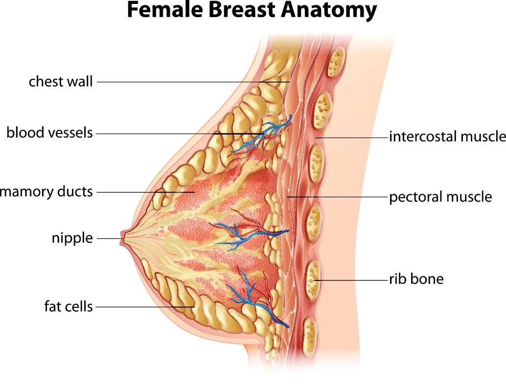 Anatómia prsníka ženy