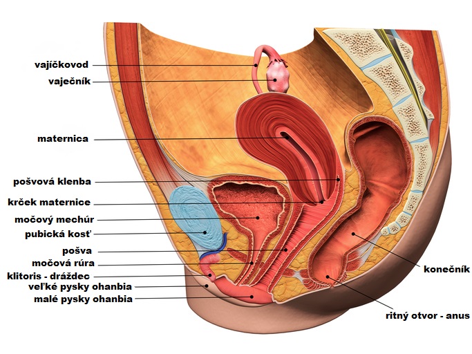 prierez malou panvou s anatomicky uloženými orgánmi reprodukčnej sústavy ženy
