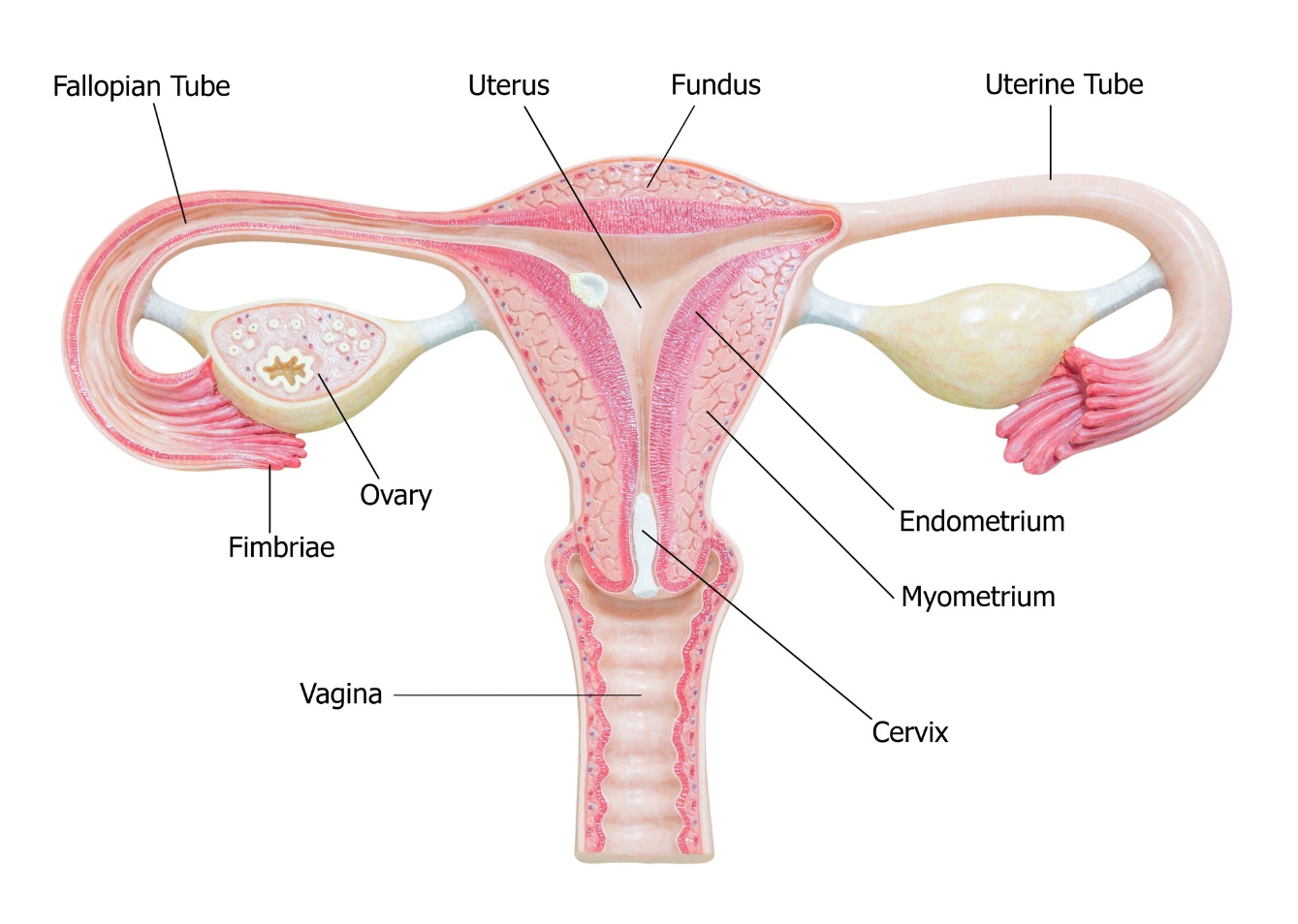 Anatómia ženských pohlavných orgánov