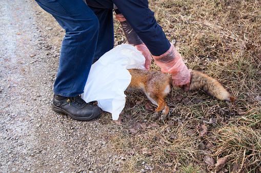 veterinár dáva v rukaviciach do vreca mrtvu besnu lisku