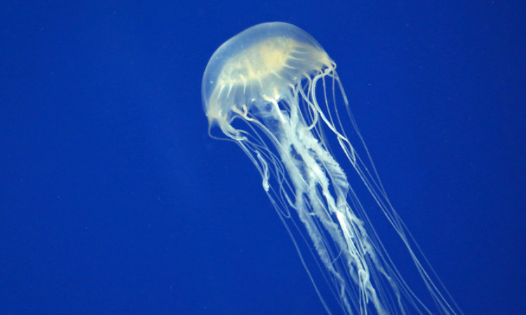 biela medúza pláva vo vode, morská osa