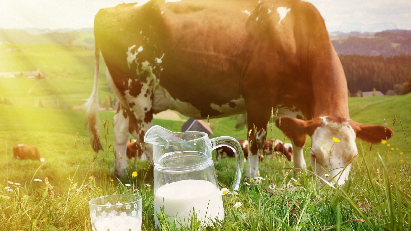 Kravské mlieko je zdrojom nutrientov, ktoré majú význam pre naše zdravie. Je dostupnou potravinou a vyrába sa z neho napríklad aj cottage cheese, ktorý patrí medzi hodnotné suroviny. Zdroj foto: Canva Krava a mlieko, ako zdroj cenných živín