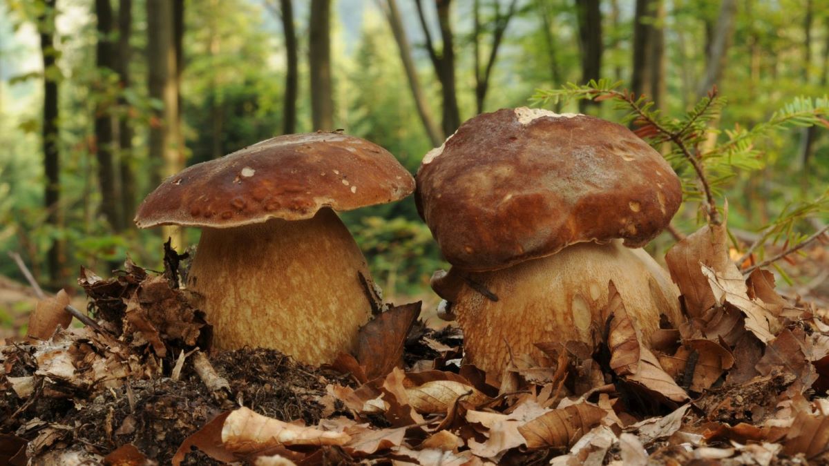 Dubáky patria k najchutnejším a najvyhľadávanejším hubám. Zdroj foto: Canva dubák