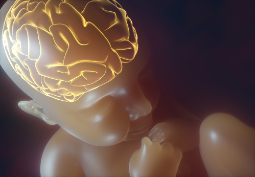 Embryo v maternici so zvýrazneným nákresom mozgu