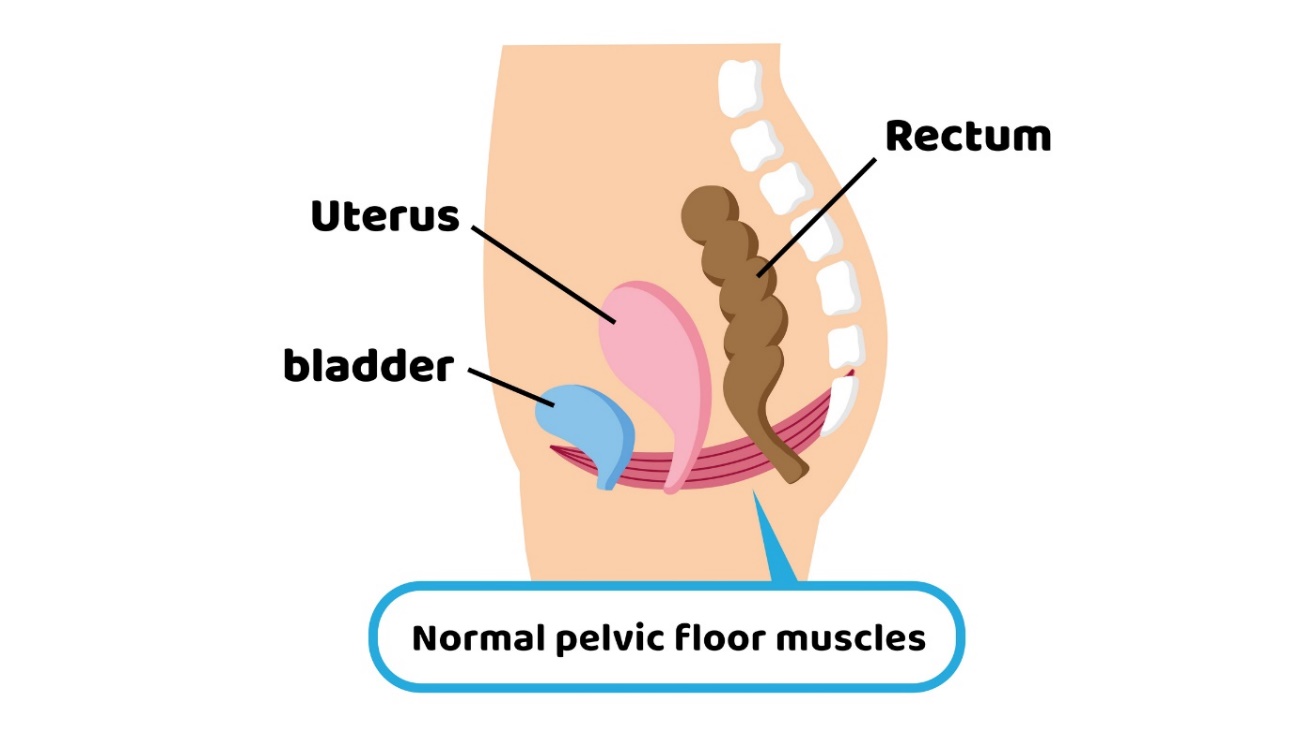Fyziológia panvového dna voči panvovým orgánom. Uterus (maternica), Bladder (močový mechúr), Rectum (konečník)