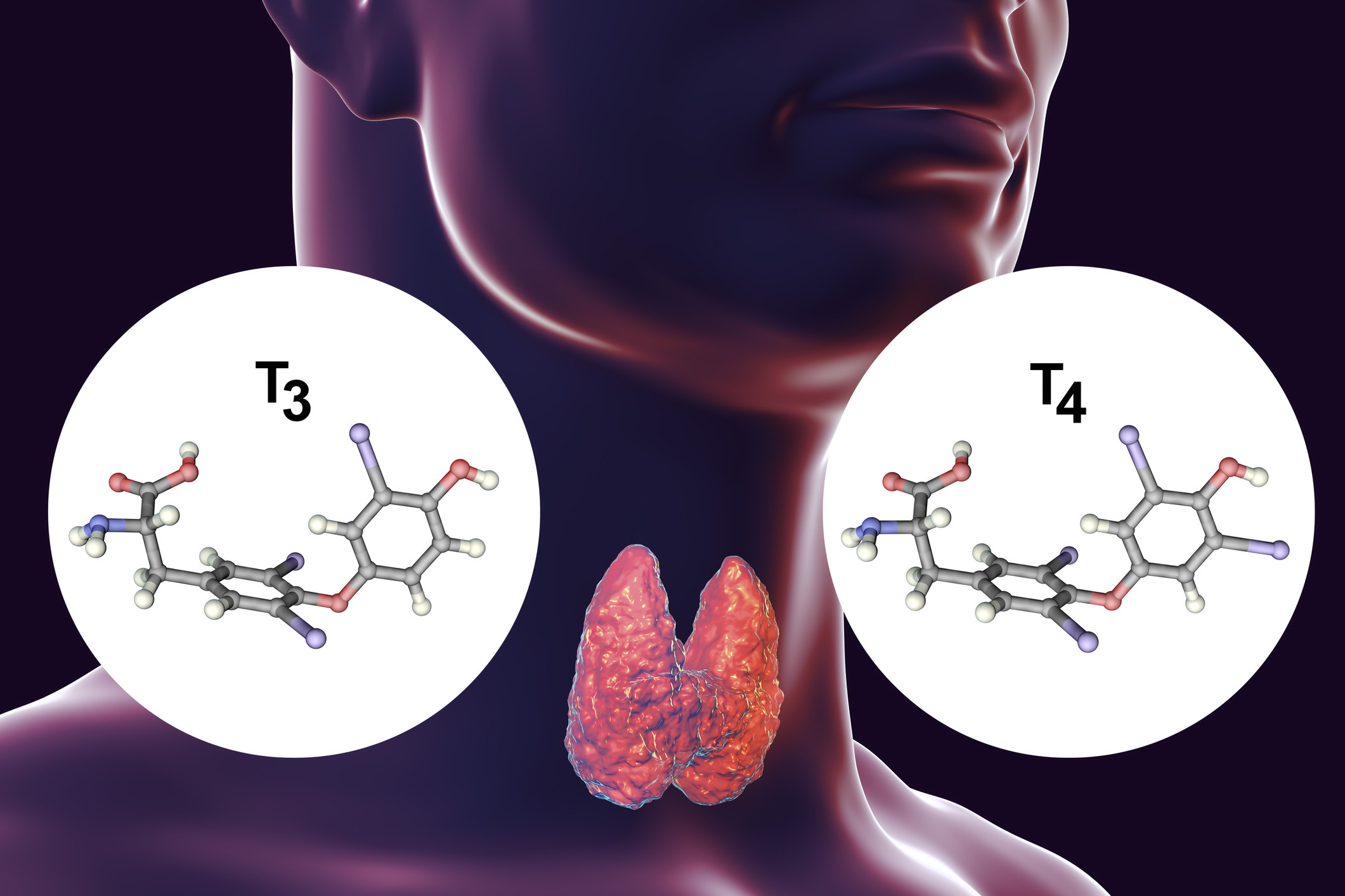 Štítna žľaza je producentom tyreoidálnych hormónov – tyroxínu (T4) a trijódtyronínu (T3)
