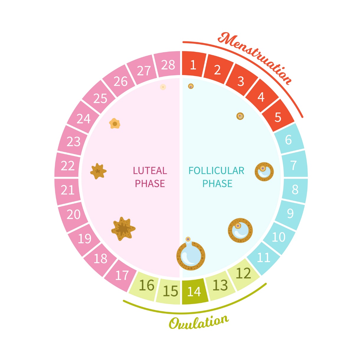 Jednotlivé fázy menštruačného cyklu ženy zobrazené v 28 dňoch