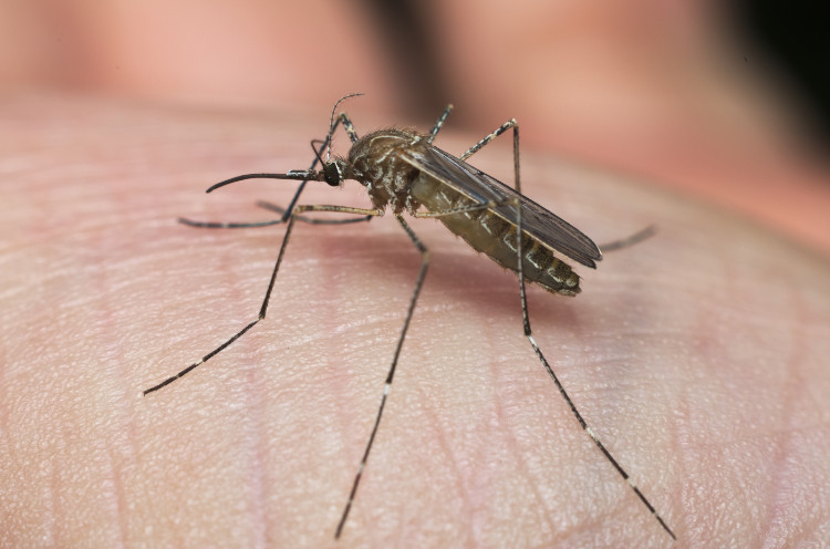 komár z rodu culex na koži človeka