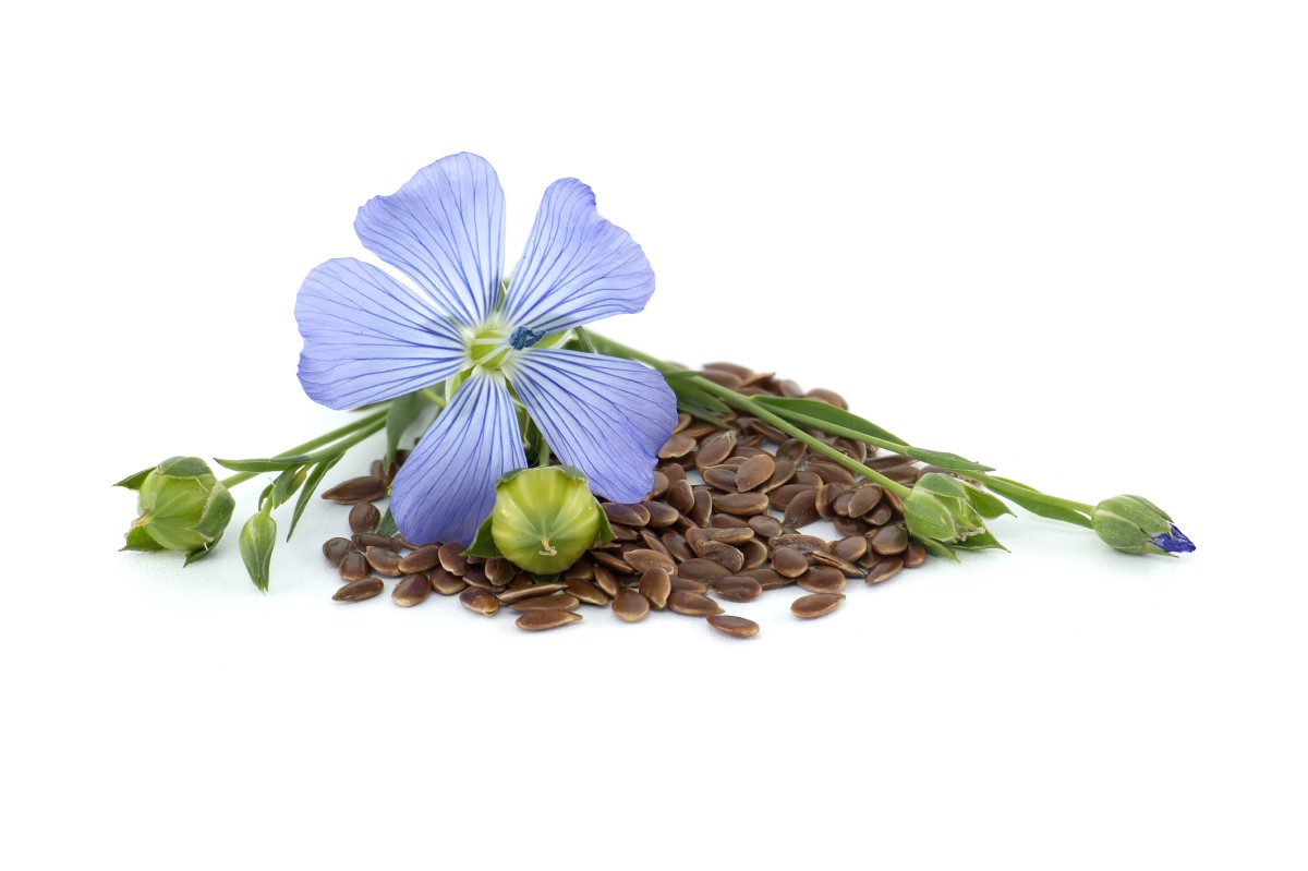 Rastlina - Ľan siaty (Linum usitatissimum) - kvet a semienka