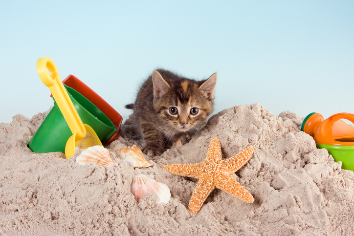 Mačiatko v pieskovisku s detskou lopatkou a formičkami