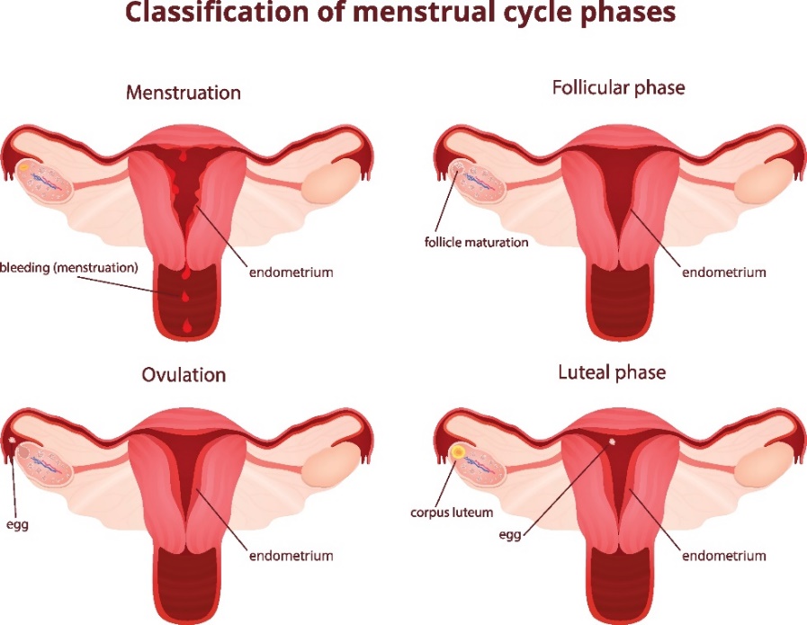 4 menštruačné fázy cyklu