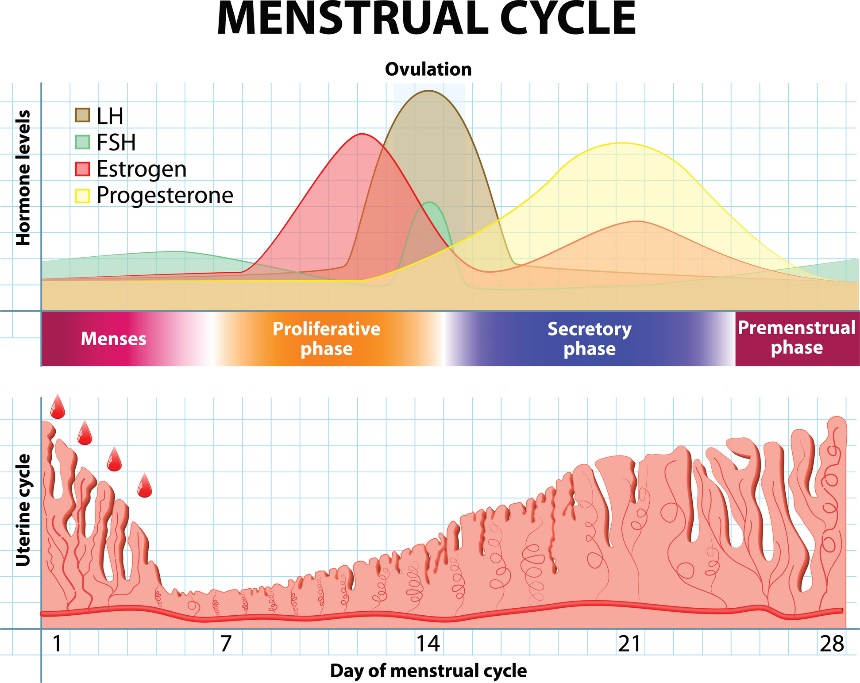 Menštruačný cyklus a zmena hormónov i sliznice maternice v čase