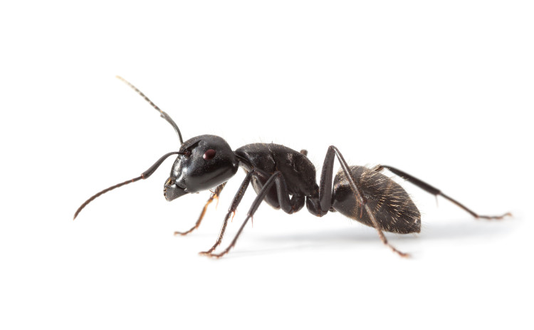 čierny mravec z profilu na bielom pozadí