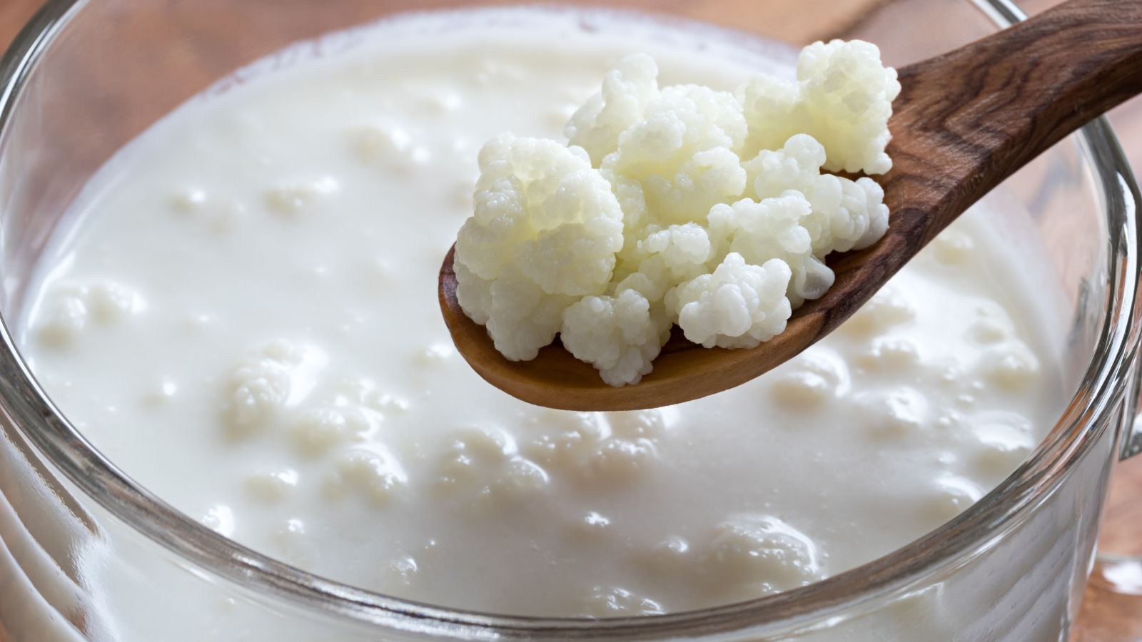 Benefity: hustý, jemne kyslastý nápoj bohatý na probiotiká a vitamíny skupiny B. Zdroj foto: Canva Na lyžičke sú kefírové zrná, ktoré sa vzberajú z nadoby plnej mlieka. Výroba domáceho mliečneho kefíru.