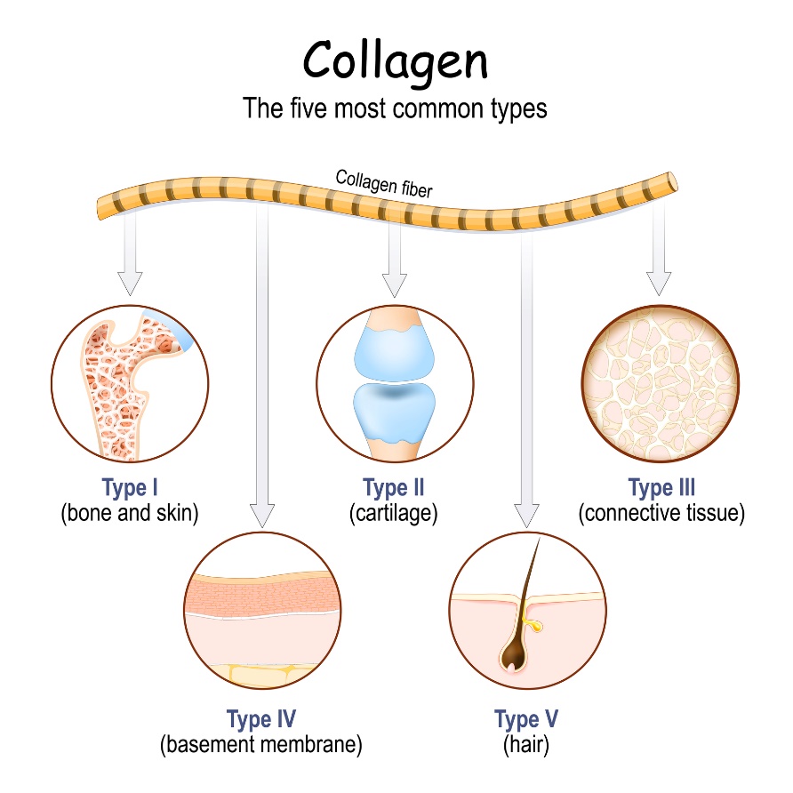 Najrozšírenejšie typy kolagénu v ľudkom tele