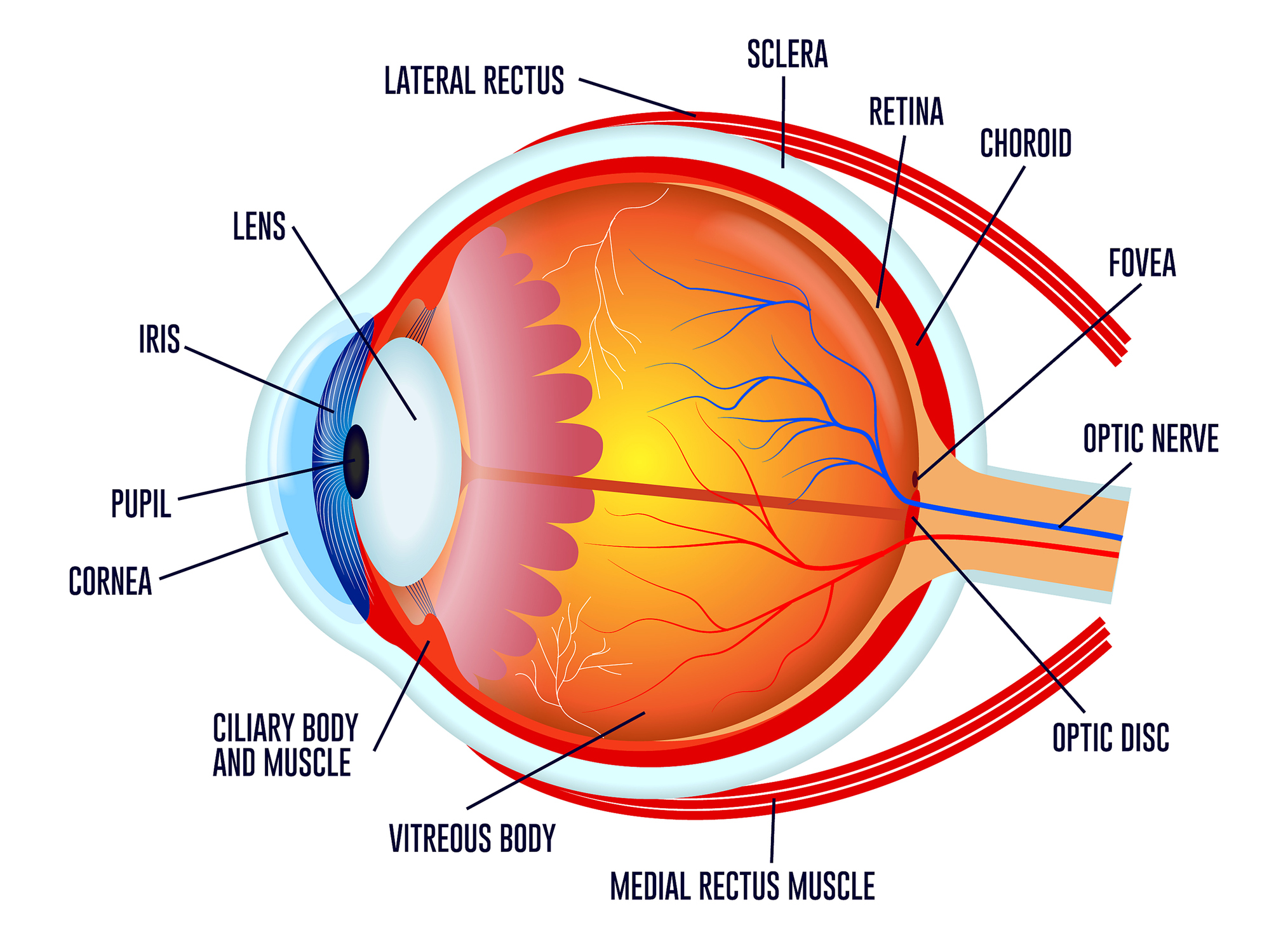 Čo je to očná šošovka, jej funkcie? Aké ochorenia ju postihujú ...