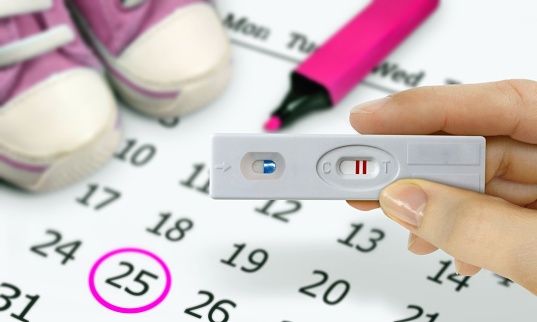 Ovulácia, výpočet plodných a neplodných dní. Ako plánovať tehotenstvo?