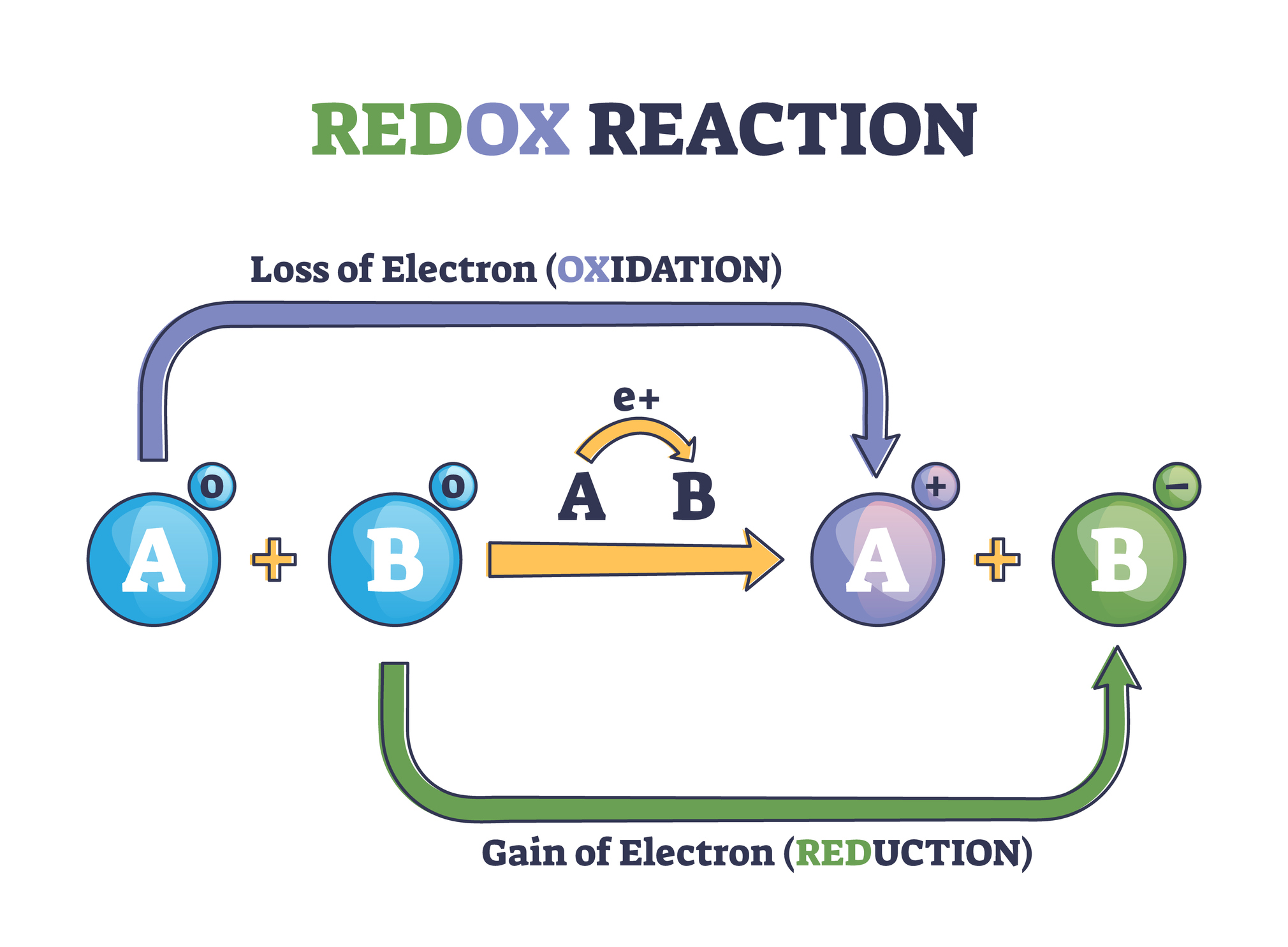 Hlavnou úlohou enzýmov obsahujúcich molybdén je urýchľovať oxidačno-redukčné reakcie.