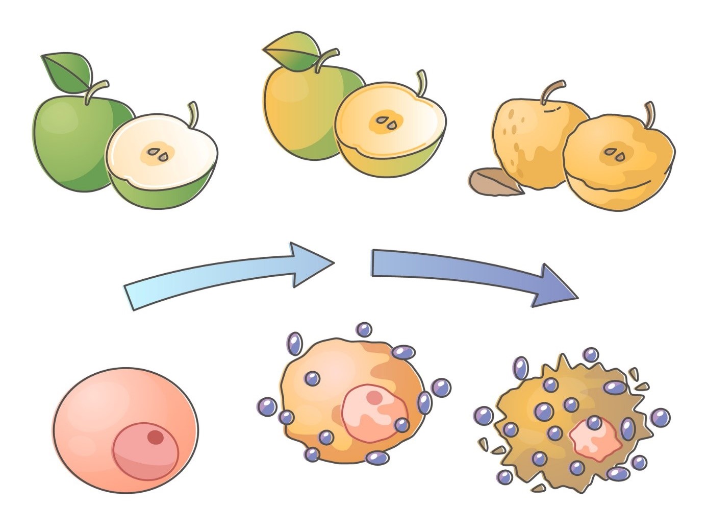 Oxidačný stres - znázornenie rozpadu jablka a bunky