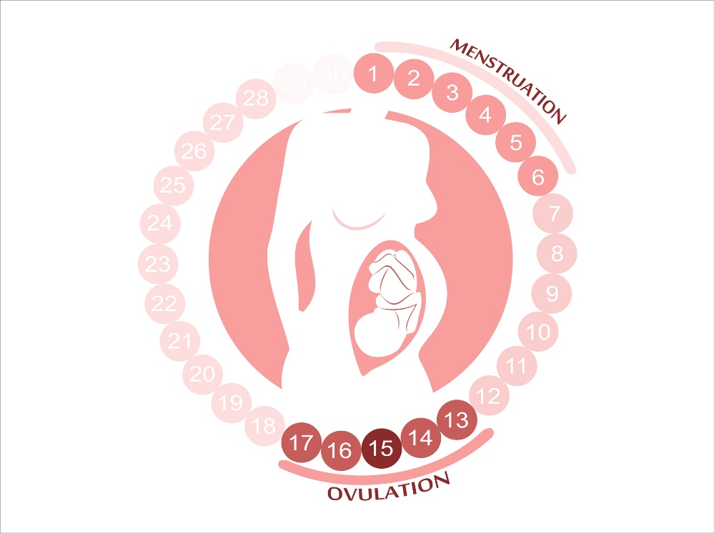 Ženský cyklus: Menštruácia, Ovulácia a plodné okno