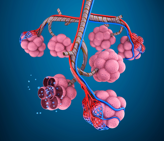 Model pľúcneho mechúriku, teda alveolusu, pľúcne cievy, molekuly kyslíku