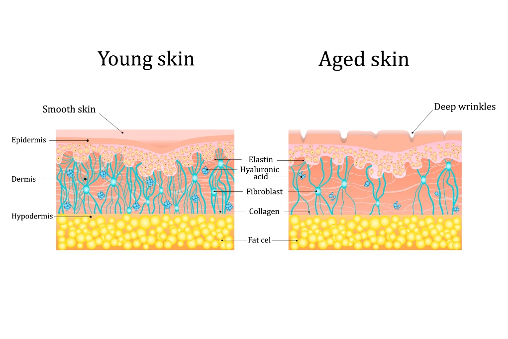 Pokožka v mladom a vyššom veku