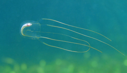 priesvitná medúza plávajúca v tyrkysovom mori