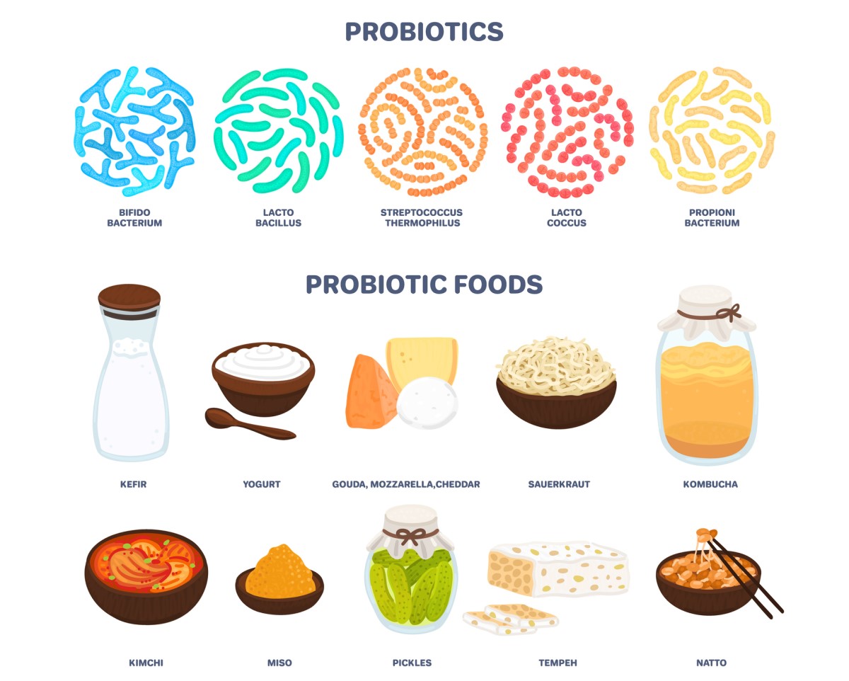 Probiotiká: probiotiká v strave regulujúce bakteriálnu rovnováhu a funkciu tráviaceho traktu - kefír, jogurt, syry - gouda, mozzarela, cheddar, kombucha, kimchi, kyslé uharky, a iné