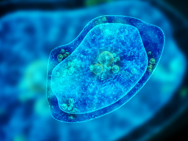 prvok améba modrej farby pod mikroskopom