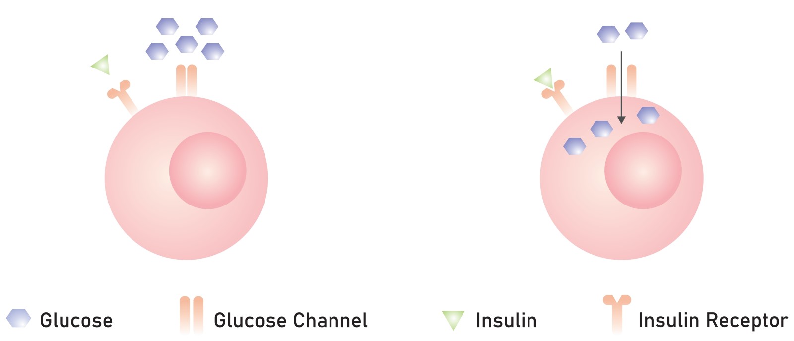 Schéma znázorňujúca prechod cukru do bunky, keď hormón inzulín slúži ako kľúč zapadajúci do receptora