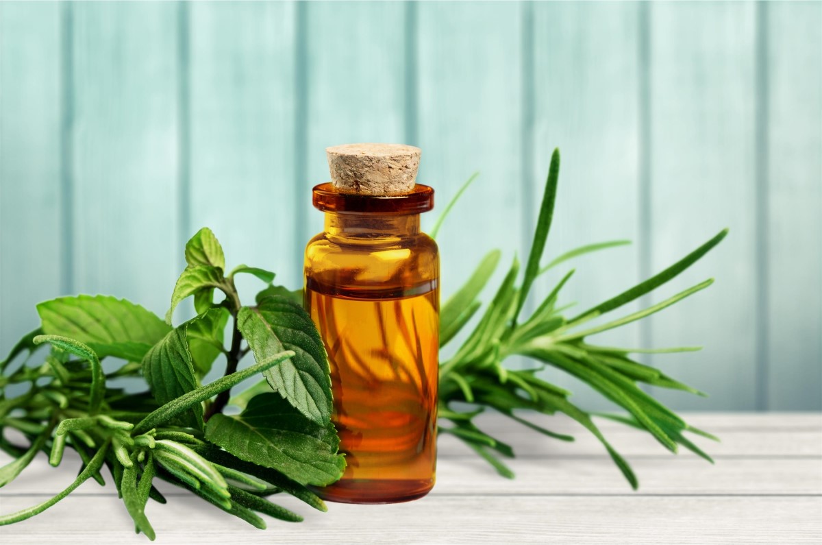 Čistý olej z čajovníka môže byť pre pokožku dráždivý. Zdroj foto: Shutterstock Čajovníkový olej v sklenej nádobe. Produkt pre krásnu a zdravú pleť. Protizápalové účinky na akné. Vedľa čerstvá rastlina čajovníka.