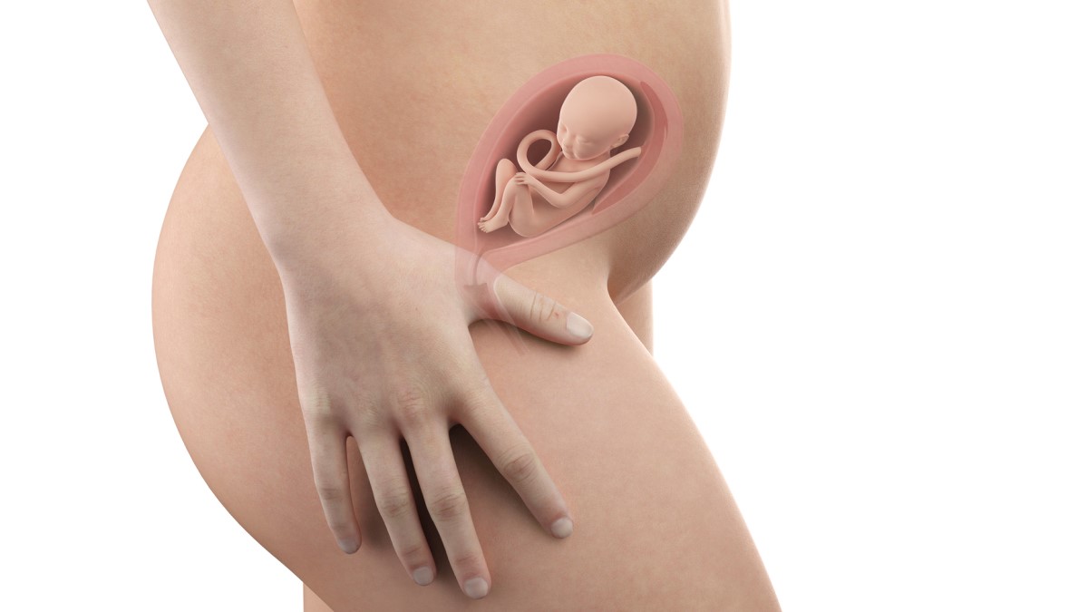 Tehotná žena a anatomické zobrazenie plodu v maternici v 21-týždni tehotenstva