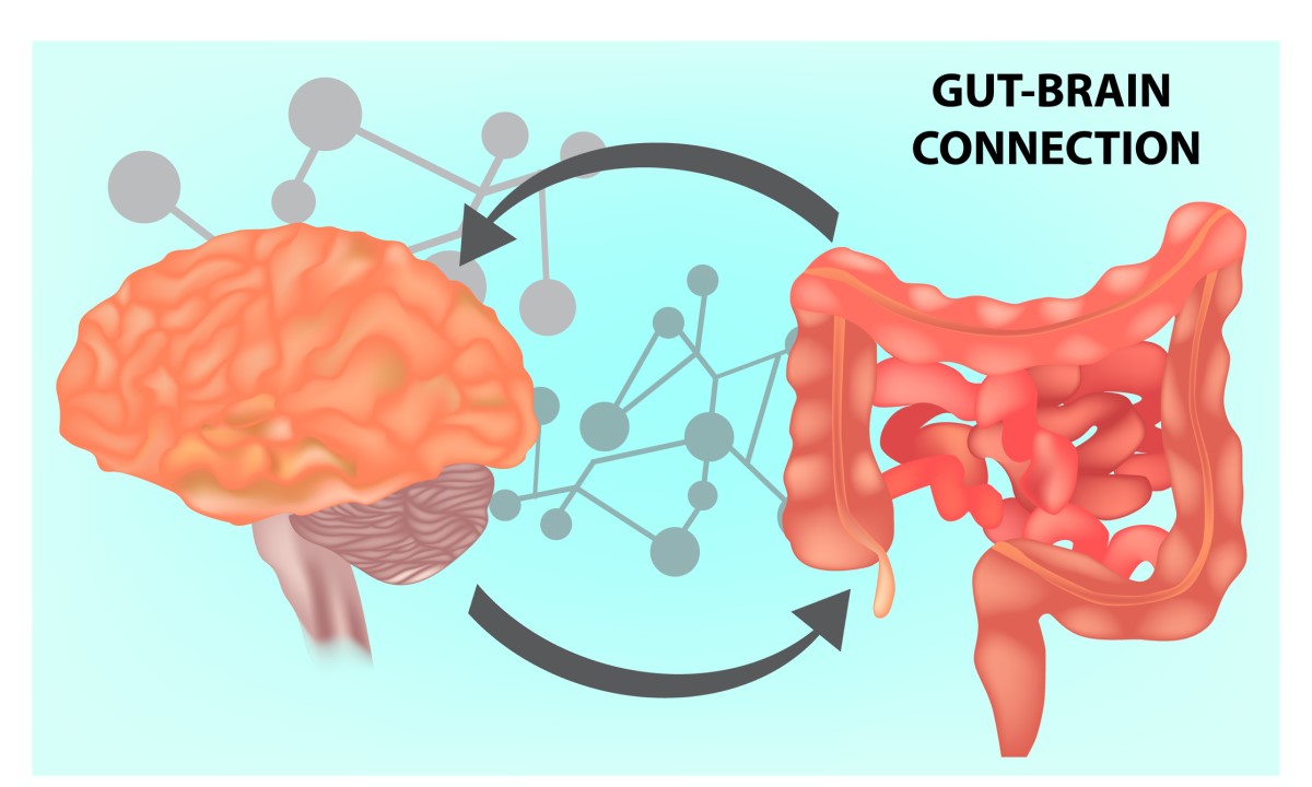 GUT-Brain connection: Prepojenie mozgu a tenkého čreva