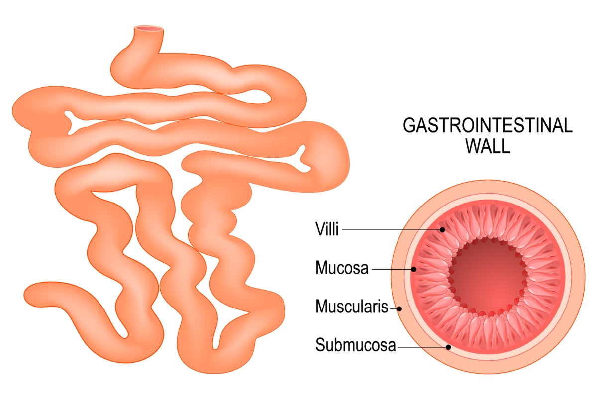 Tenké črevo a zloženie črevnej steny: Villi (klky), Mucosa (sliznica), Submucosa (podslizničné tkanivo) a Muscularis (vrstva svaloviny)