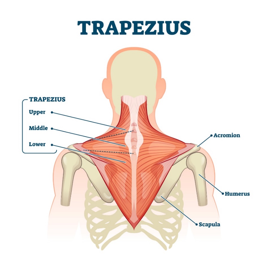 Trapézový sval (musculus trapezius) – vrchné, stredné a dolné vlákna svalu. Acromion (výbežok lopatky nad ramenným kĺbom, Humerus – pažná kosť, Scapula – kosť lopatky)