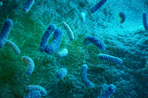 mikroskopicky zväčšené baktérie