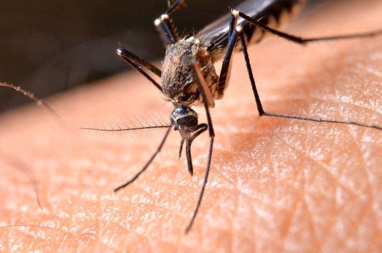 Uštipnutie komárom: Podľa čoho si vyberajú obete a ako sa dá chrániť?