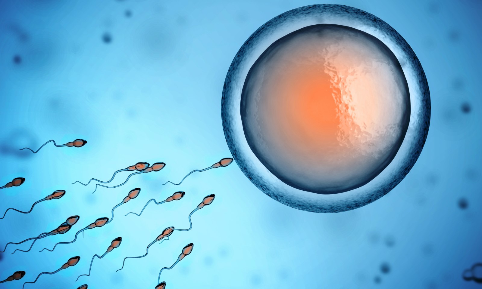 Ovulácia - spermie okolo vajíčka a možnosť oplodnenia - prieniku spermie do vajíčka - anatomické zobrazenie