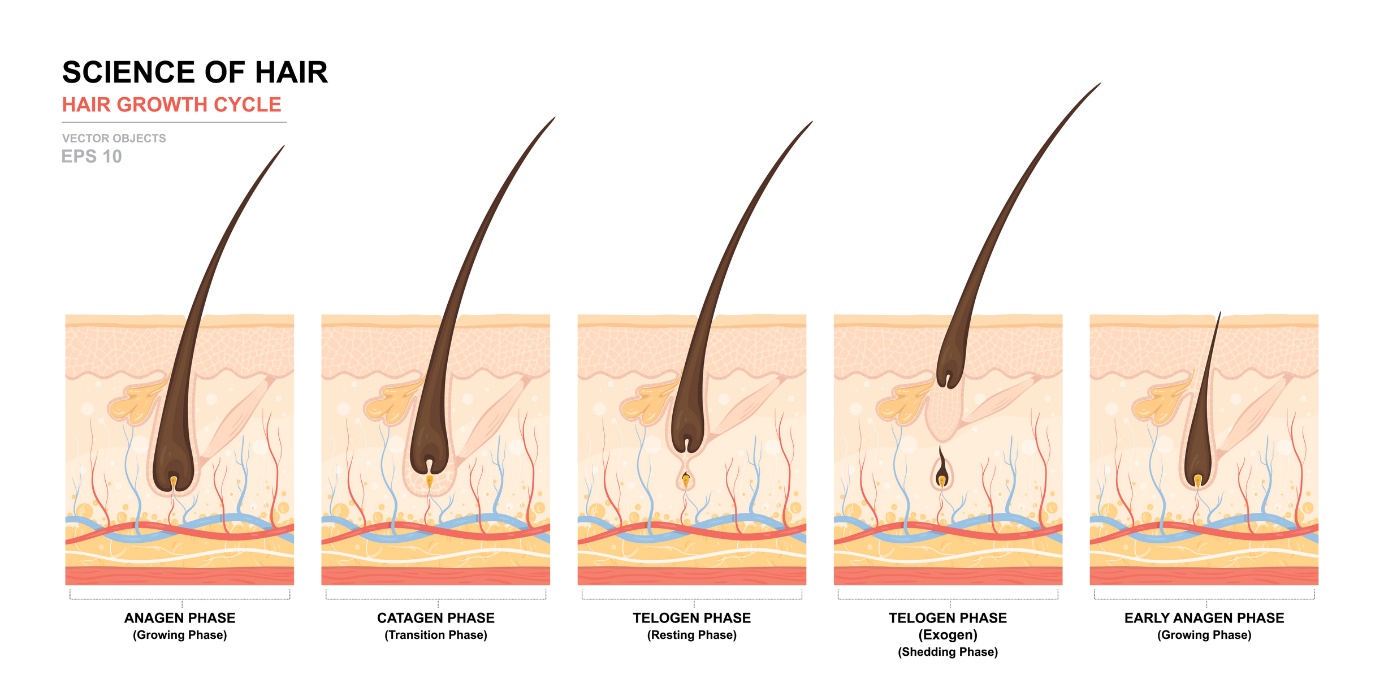 Vlasový rastový cyklus