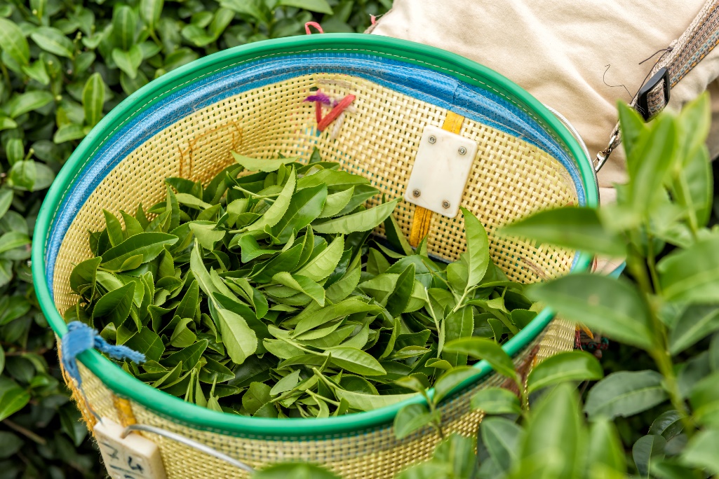 Zber celých čajových lístkov rastliny Čajovníka