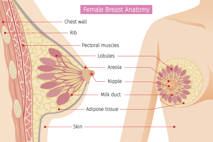 Ženská anatómia prsníka