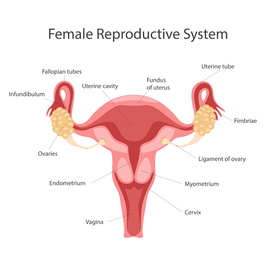 Ženská reprodukčná sústava