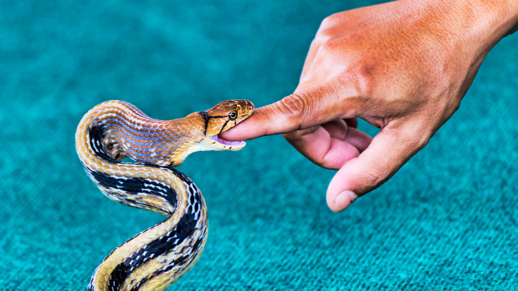 žlto hnedý had je zahryznutý v ukazováku ruky človeka