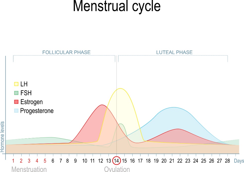 Zmena hladiny pohlavných hormónov v priebehu menštruačného cyklu