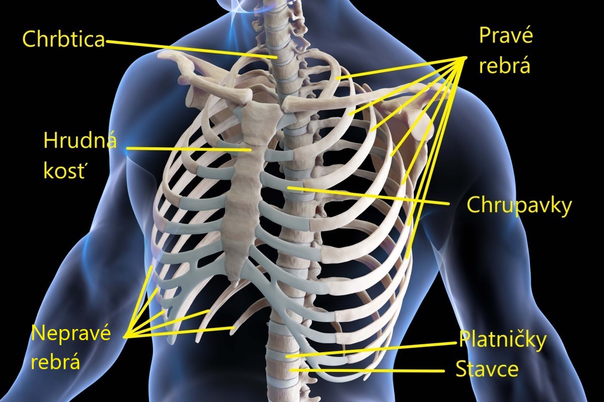 Anatomické znázornenie hrudného koša a chrbtice