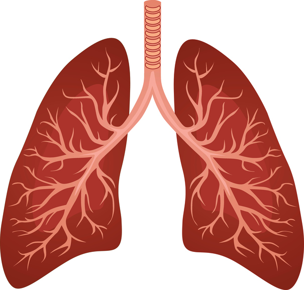 Model, dolné dýchacie cesty a pľúca
